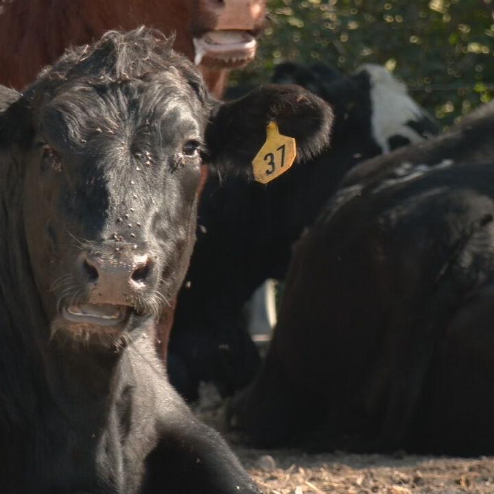 Kentucky cows - Cattle farms